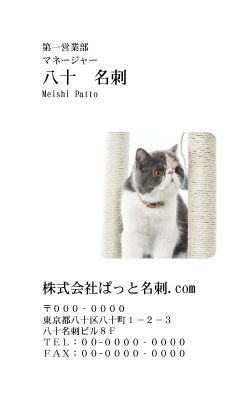 テンプレート名刺【cat photo-d017-zy】