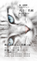 テンプレート名刺【cat photo-d029-zy】