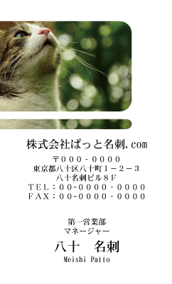テンプレート名刺【cat photo-d035-zy】
