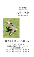 テンプレート名刺【cat photo-d037-zy】