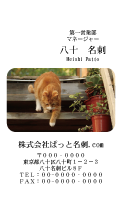 テンプレート名刺【cat photo-d039-zy】