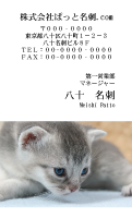 テンプレート名刺【cat photo-d046-zy】