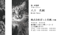テンプレート名刺【cat photo-d049-zy】