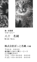 テンプレート名刺【cat photo-d049-zy】