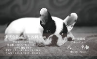テンプレート名刺【dog photo-d011-zdk-zy】