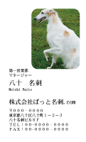 テンプレート名刺【dog photo-d012-zdk-zy】