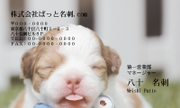 テンプレート名刺【dog photo-d013-zdk-zy】