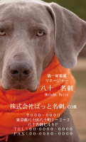 テンプレート名刺【dog photo-d016-zy-zdk】