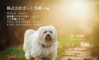 テンプレート名刺【dog photo-d017-zdk-zy】