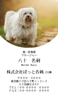 テンプレート名刺【dog photo-d017-zdk-zy】