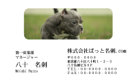 テンプレート名刺【dog photo-d023-zdk-zy】