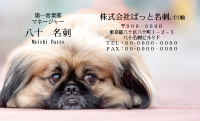 テンプレート名刺【dog photo-d027-zy】