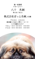 テンプレート名刺【dog photo-d027-zy】