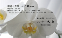 テンプレート名刺【plant-Phalaenopsi photo-d001-ly-zy】
