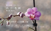 テンプレート名刺【plant-phalaenopsi photo-d003-ly-zy】