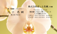 テンプレート名刺【plant-phalaenopsi photo-d007-ly-zy】