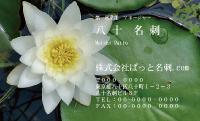 テンプレート名刺【plant-Lotus photo-d005-zdk】