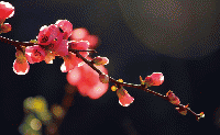 テンプレート名刺【plant-Begonia photo-d007-ly-zdk】