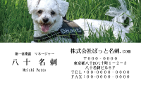 テンプレート名刺【dog photo-d032-zdk】