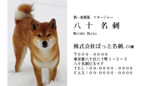 テンプレート名刺【dog photo-d033-zdk】