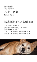 テンプレート名刺【dog photo-d034-zdk】
