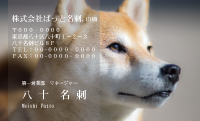 テンプレート名刺【dog photo-d035-zdk】
