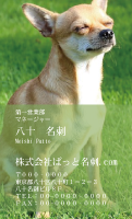 テンプレート名刺【dog photo-d036-zdk】