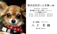 テンプレート名刺【dog photo-d037-zdk】