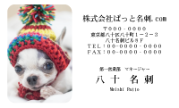 テンプレート名刺【dog photo-d038-zdk】