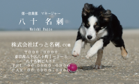 テンプレート名刺【dog photo-d039-zdk】