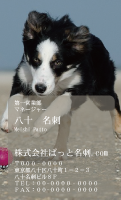テンプレート名刺【dog photo-d039-zdk】
