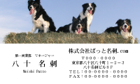 テンプレート名刺【dog photo-d040-zdk】