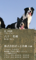 テンプレート名刺【dog photo-d040-zdk】