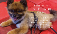 テンプレート名刺【dog photo-d043-ly-zdk】