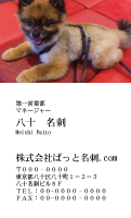 テンプレート名刺【dog photo-d043-ly-zdk】