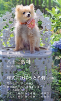 テンプレート名刺【dog photo-d045-ly-zdk】