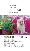 テンプレート名刺【dog photo-d046-ly-zdk】