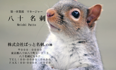 テンプレート名刺【animal photo-d064-zdk】