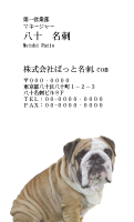 テンプレート名刺【dog photo-d003-zy】